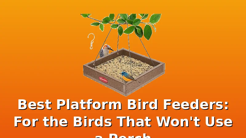 Best Platform Bird Feeders: For the Birds That Won't Use a Perch - FeederFen review with measurements and honest opinion