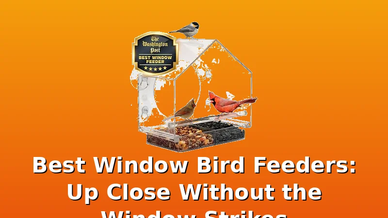 Best Window Bird Feeders: Up Close Without the Window Strikes - FeederFen review with measurements and honest opinion